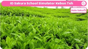 Read more about the article ID Sakura School Simulator Kebun Teh, Bisa Petik Teh Sendiri